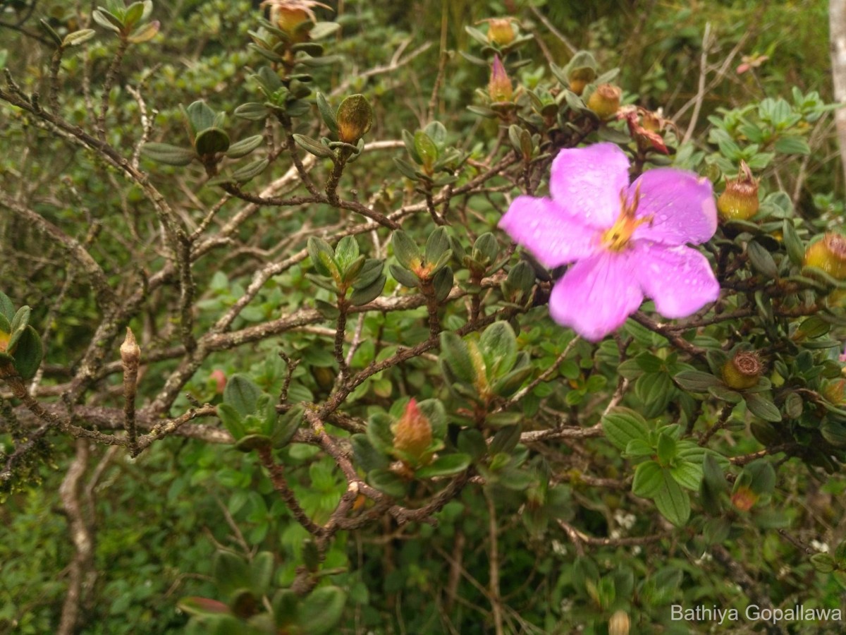 Osbeckia walkeri Arn.